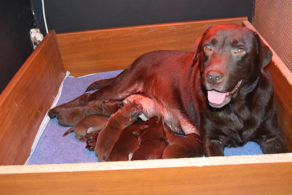 Du Cap D'Ambre - Des bébés labradors chocolats sont nés