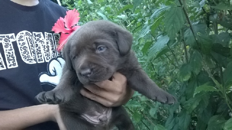 LES BEBES DE GIPSY