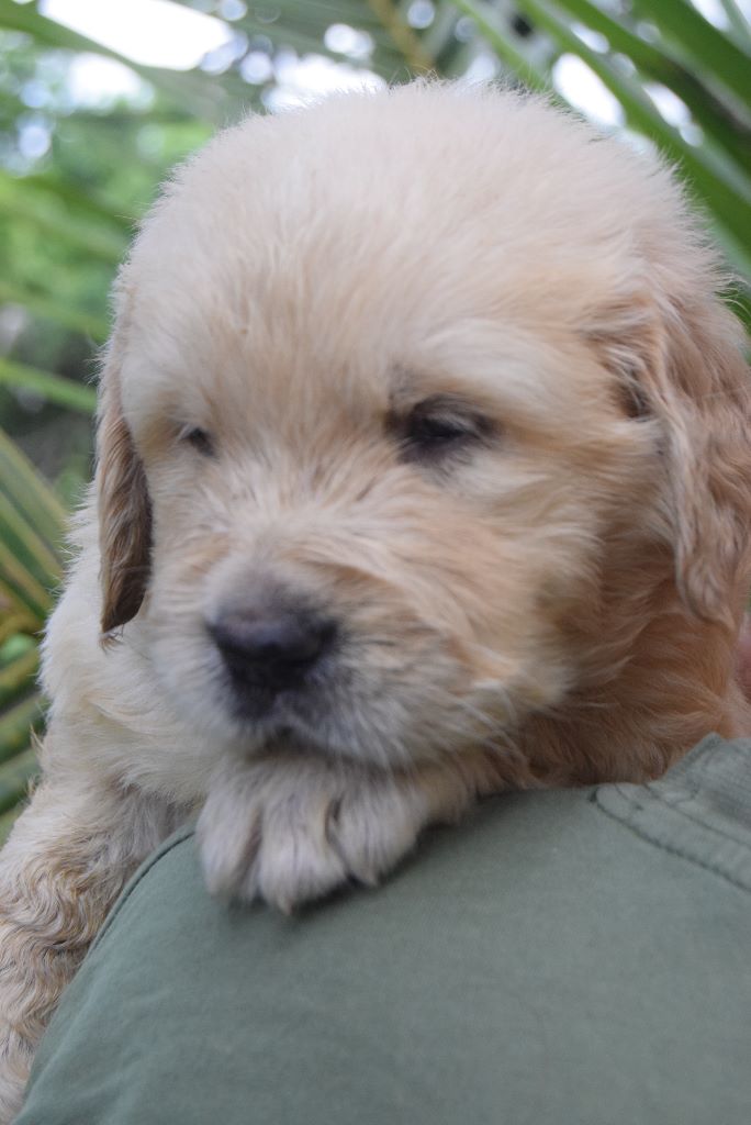 Du Cap D'Ambre - Chiots disponibles - Golden Retriever