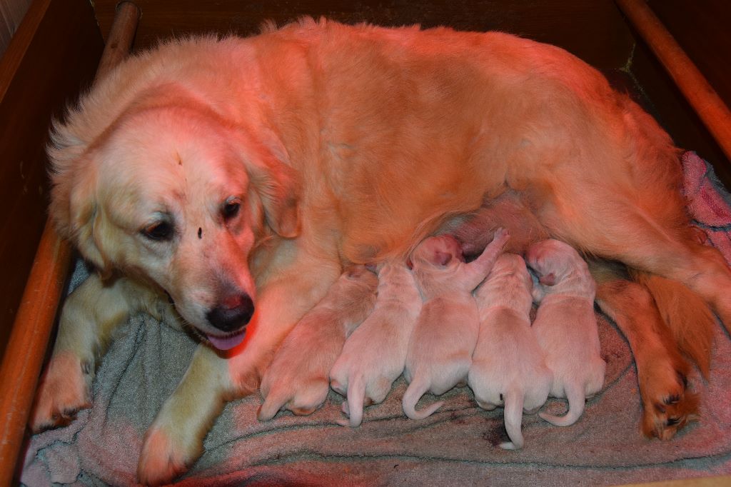 Chiot Golden Retriever Du Cap D'Ambre